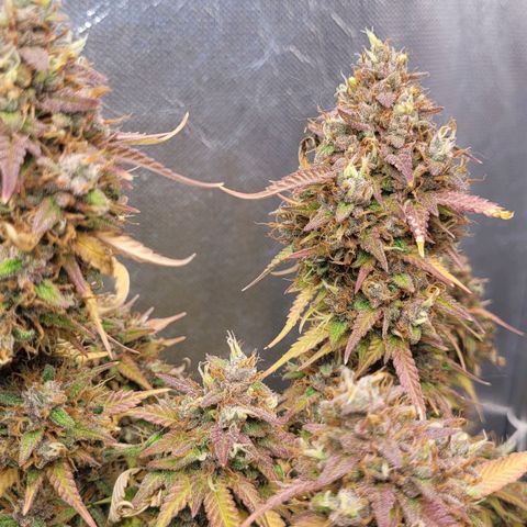 DARK PURPLE AUTO ▪︎ dentista [ P¹ e P² ] 🦷🌱 growlog timeline photo