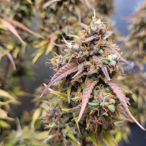DARK PURPLE AUTO ▪︎ dentista [ P¹ e P² ] 🦷🌱 growlog timeline photo