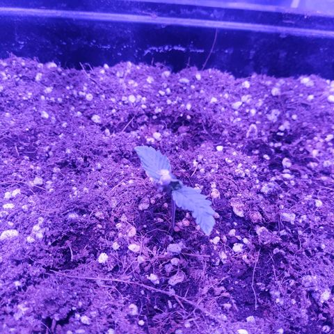 Мящь growlog timeline photo