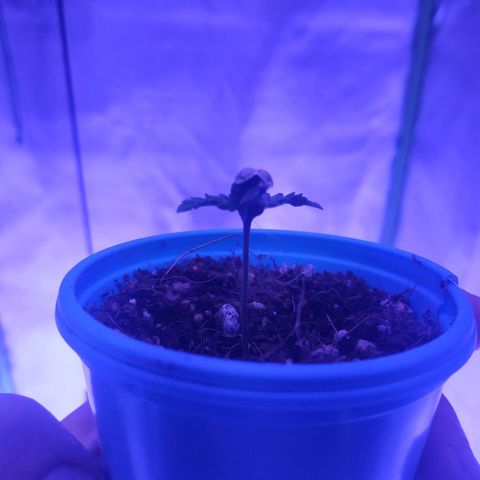 Мящь growlog timeline photo