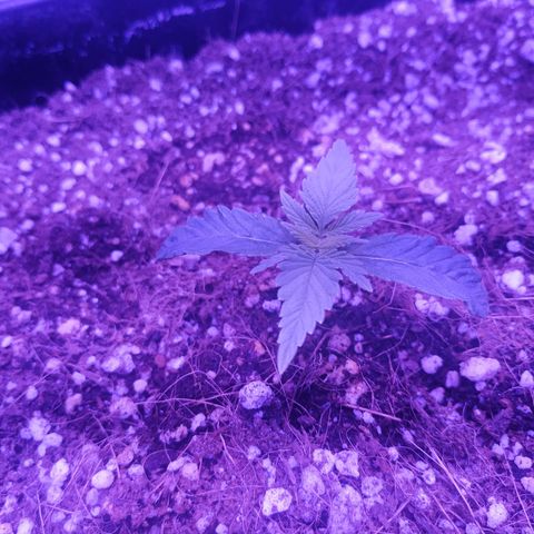 Мящь growlog timeline photo