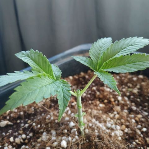 Мящь growlog photo: After topping, stage 1