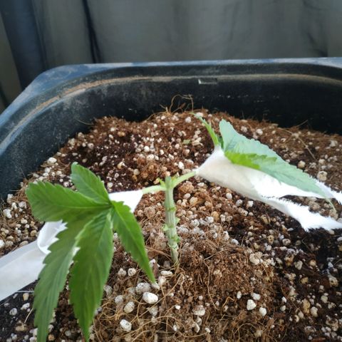 Мящь growlog photo: After topping, stage 1
