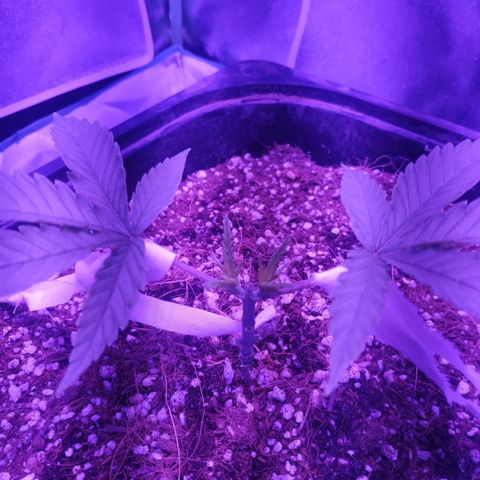 Мящь growlog timeline photo