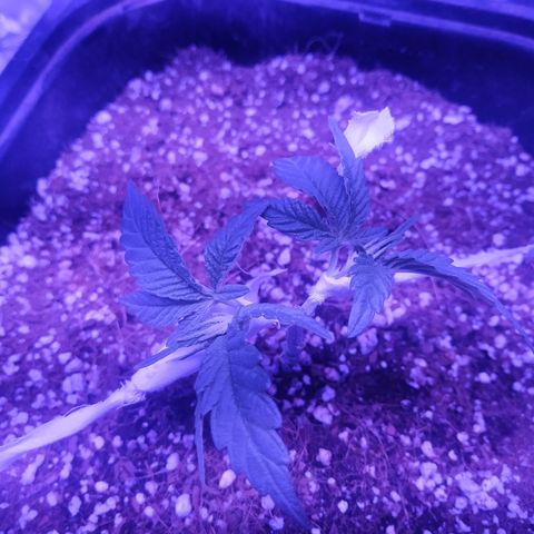 Мящь growlog timeline photo