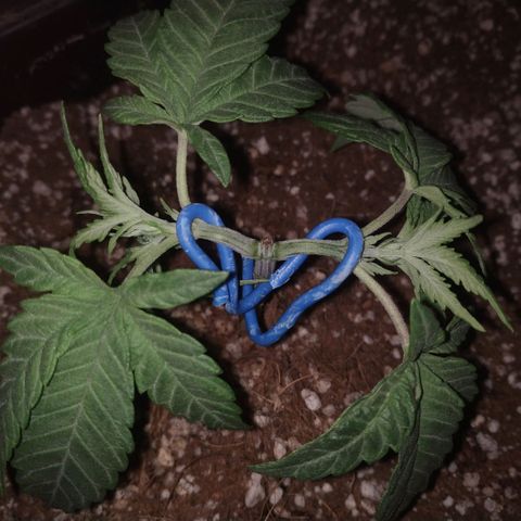 Мящь growlog timeline photo