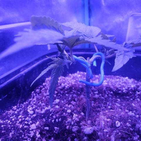 Мящь growlog timeline photo