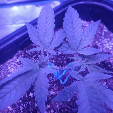 Мящь growlog timeline photo
