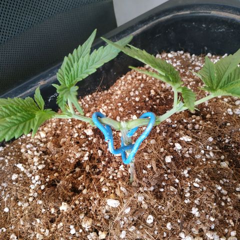 Мящь growlog timeline photo