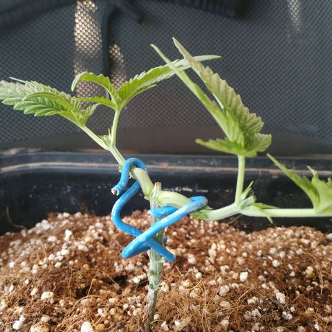 Мящь growlog timeline photo