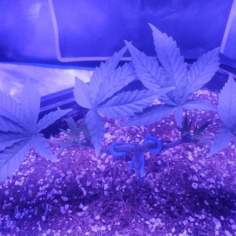 Мящь growlog timeline photo