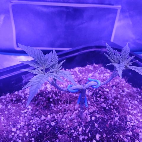 Мящь growlog timeline photo