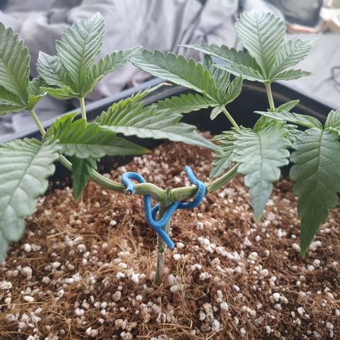 Мящь growlog timeline photo