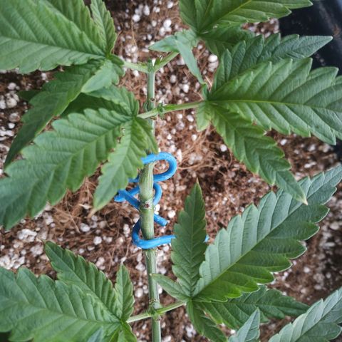 Мящь growlog timeline photo