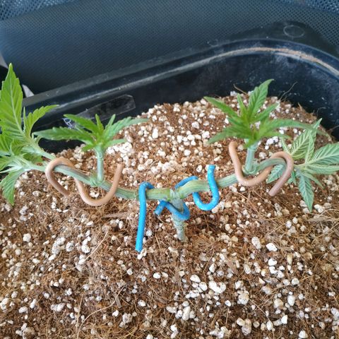 Мящь growlog timeline photo