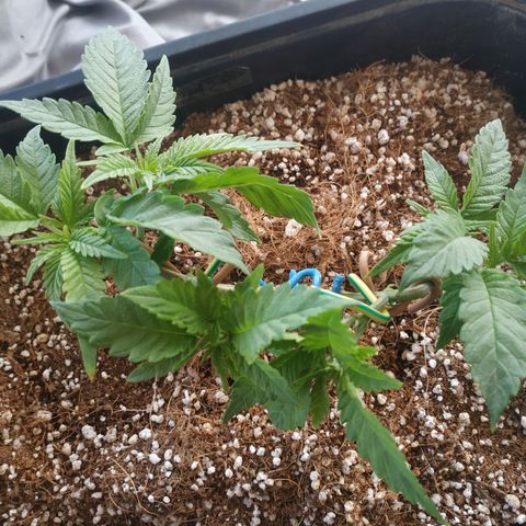Мящь growlog timeline photo