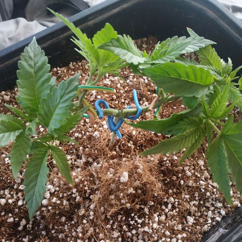 Мящь growlog timeline photo
