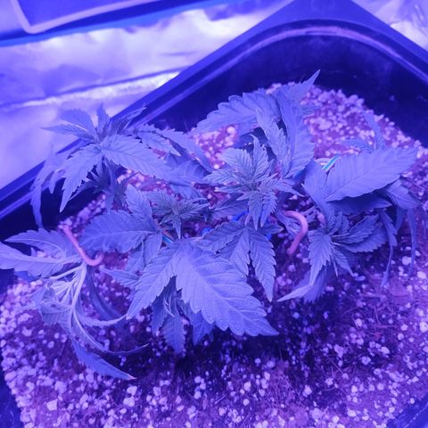 Мящь growlog timeline photo