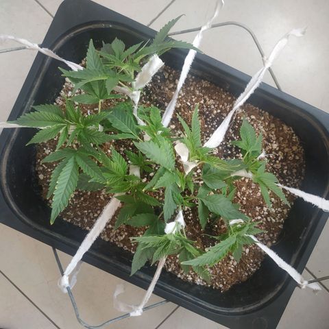 Мящь growlog timeline photo