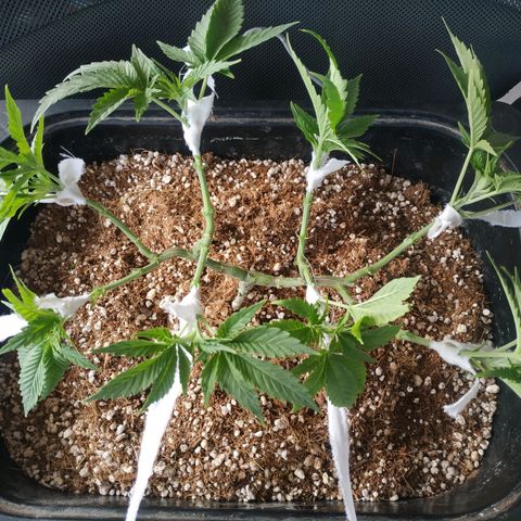 Мящь growlog timeline photo