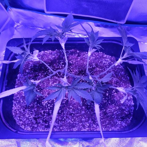 Мящь growlog timeline photo