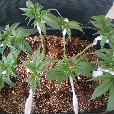 Мящь growlog timeline photo