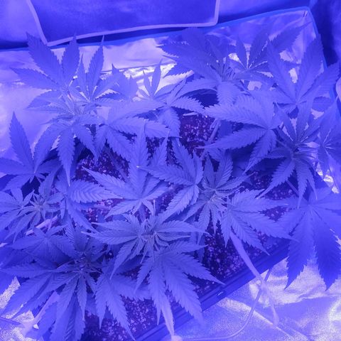 Мящь growlog timeline photo