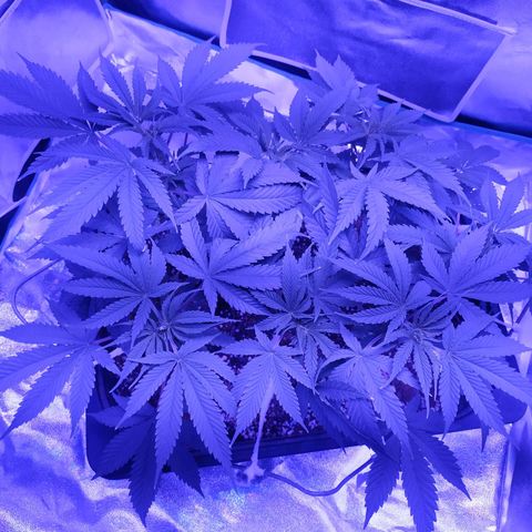 Мящь growlog timeline photo
