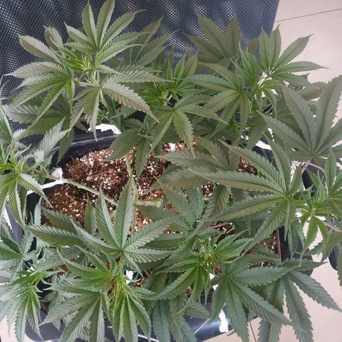 Мящь growlog timeline photo