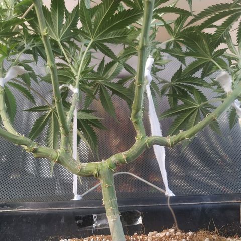 Мящь growlog timeline photo