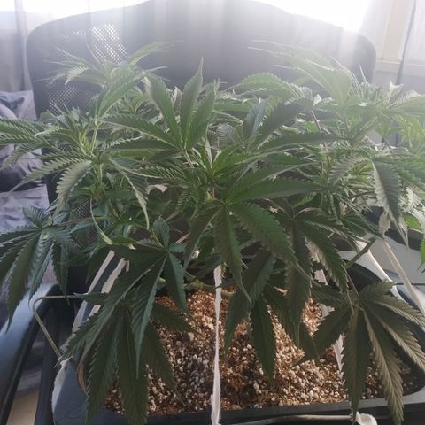 Мящь growlog timeline photo