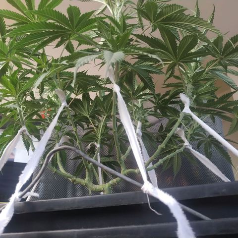 Мящь growlog timeline photo