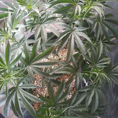 Мящь growlog timeline photo