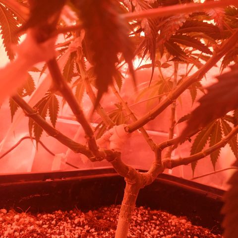 Мящь growlog timeline photo