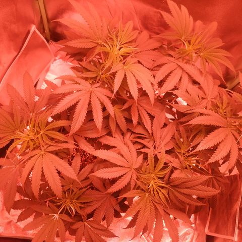 Мящь growlog timeline photo