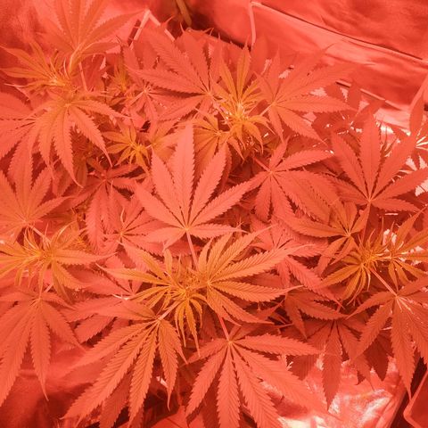 Мящь growlog timeline photo