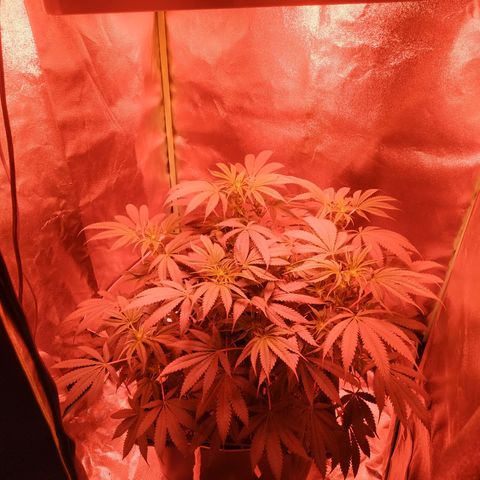 Мящь growlog timeline photo