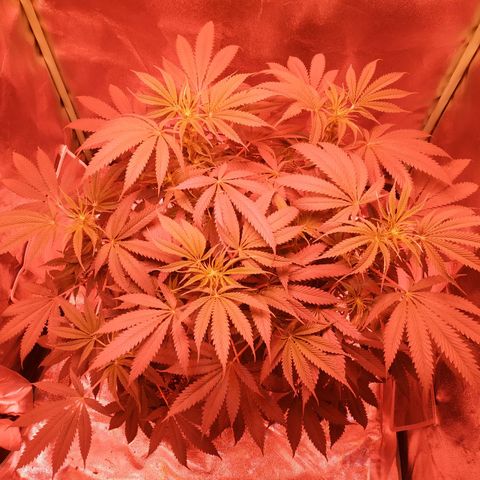 Мящь growlog timeline photo
