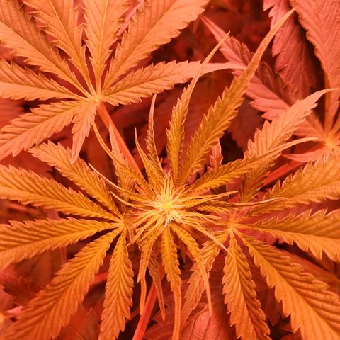 Мящь growlog timeline photo