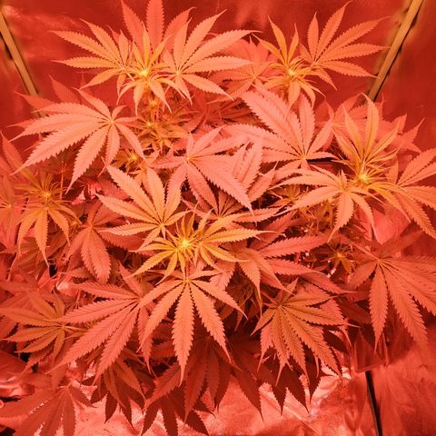 Мящь growlog timeline photo
