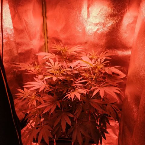 Мящь growlog timeline photo