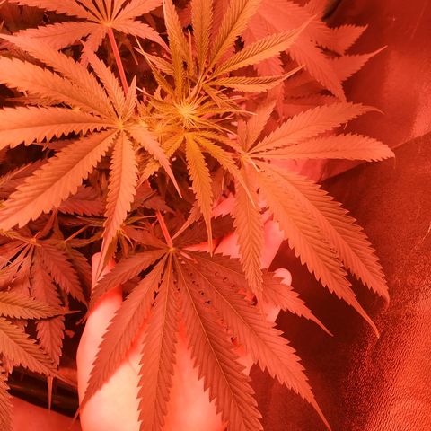 Мящь growlog timeline photo