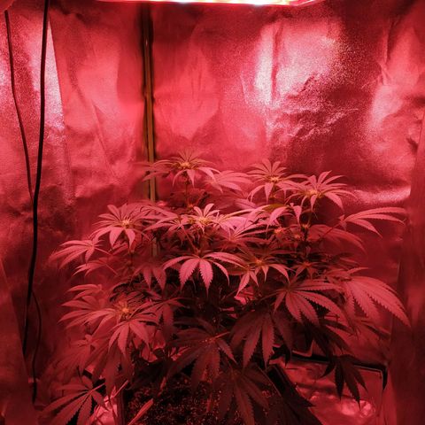Мящь growlog timeline photo