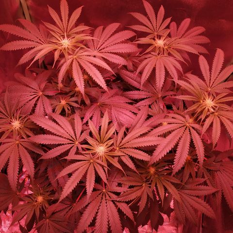 Мящь growlog timeline photo