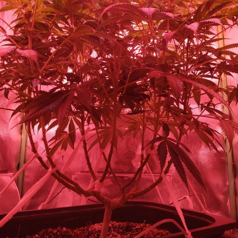 Мящь growlog timeline photo