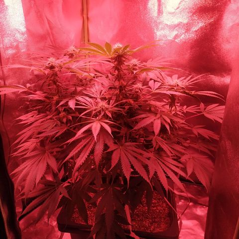 Мящь growlog timeline photo