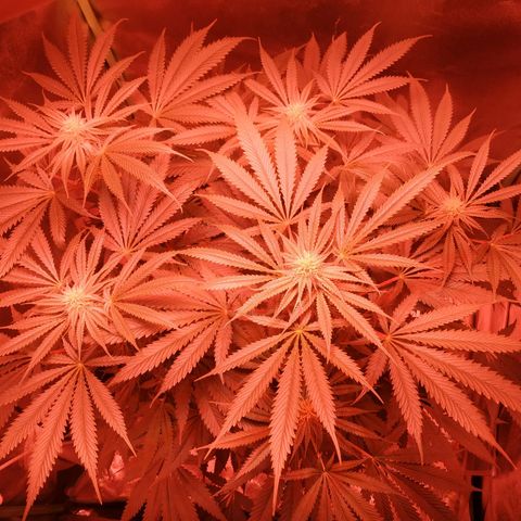 Мящь growlog timeline photo