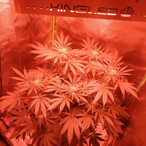 Мящь growlog timeline photo