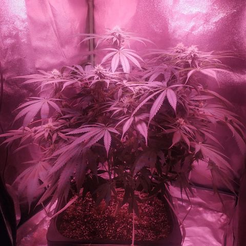 Мящь growlog timeline photo