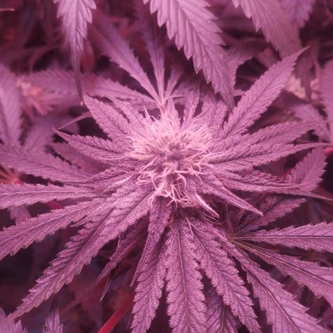 Мящь growlog timeline photo